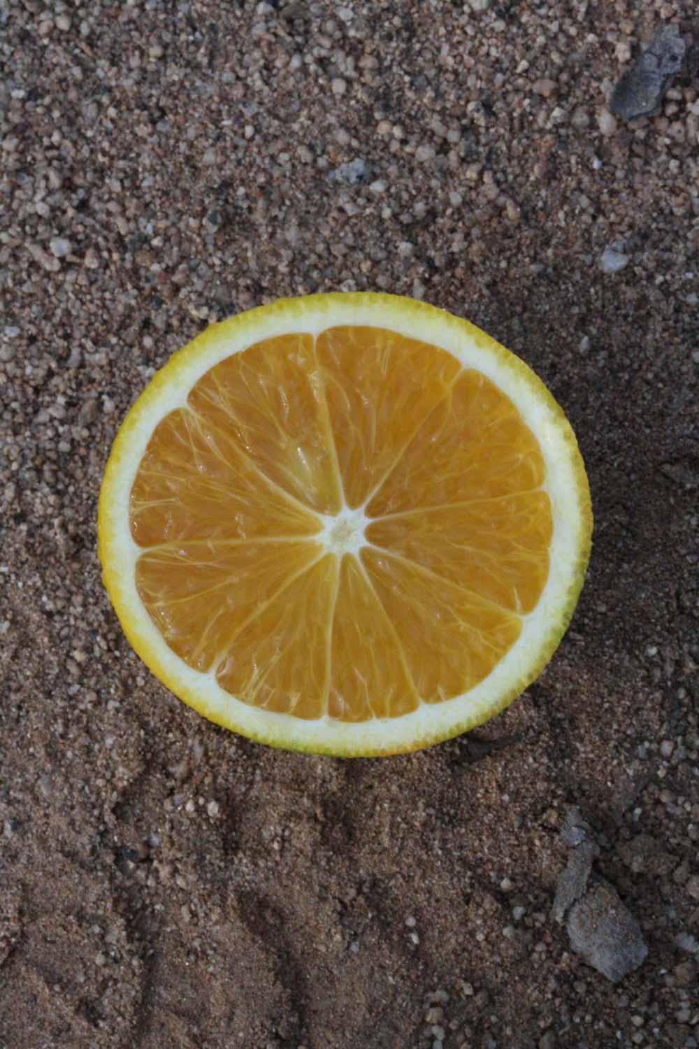              Fruit cross-section (Boukhobza, Riverside, CA)       